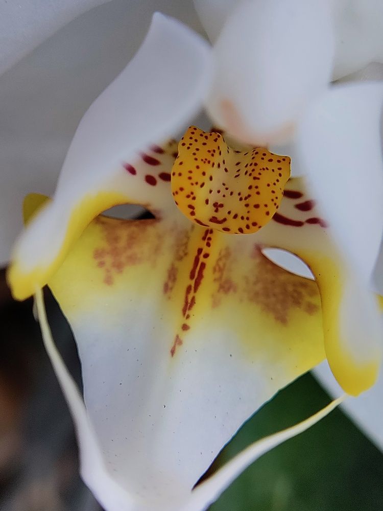 Photograph by Елена Шишкина