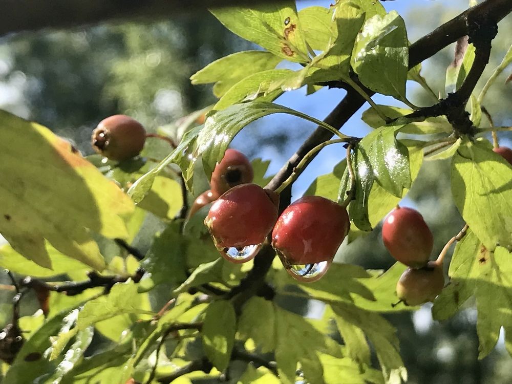 После дождя. Двойняшки.