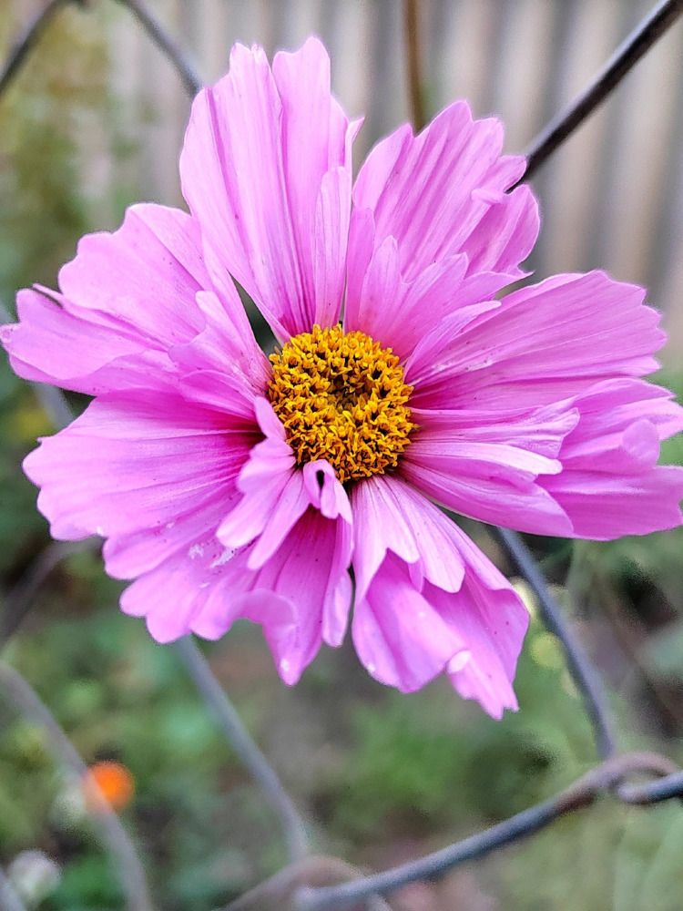 Photograph by Куделенко Оксана