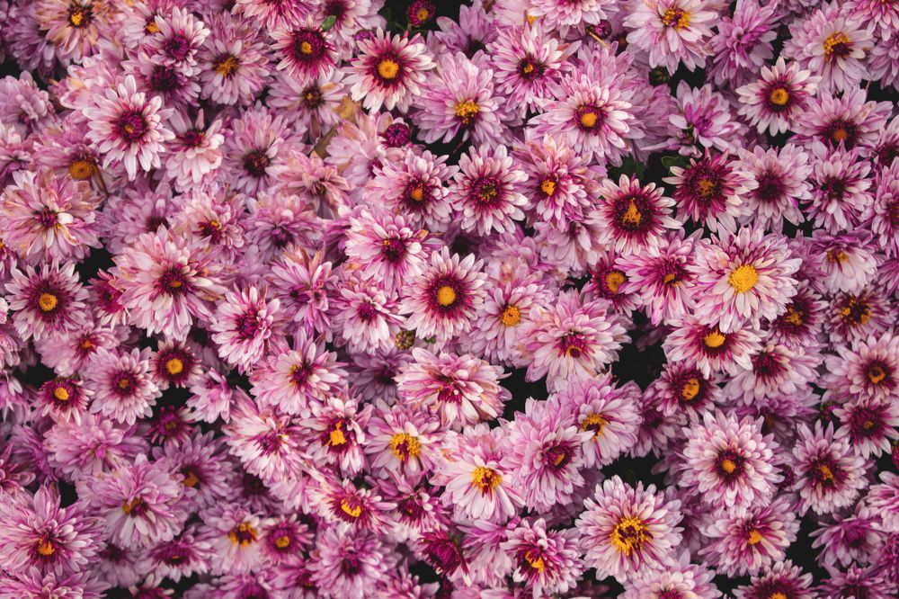 Фотография автора Алексей