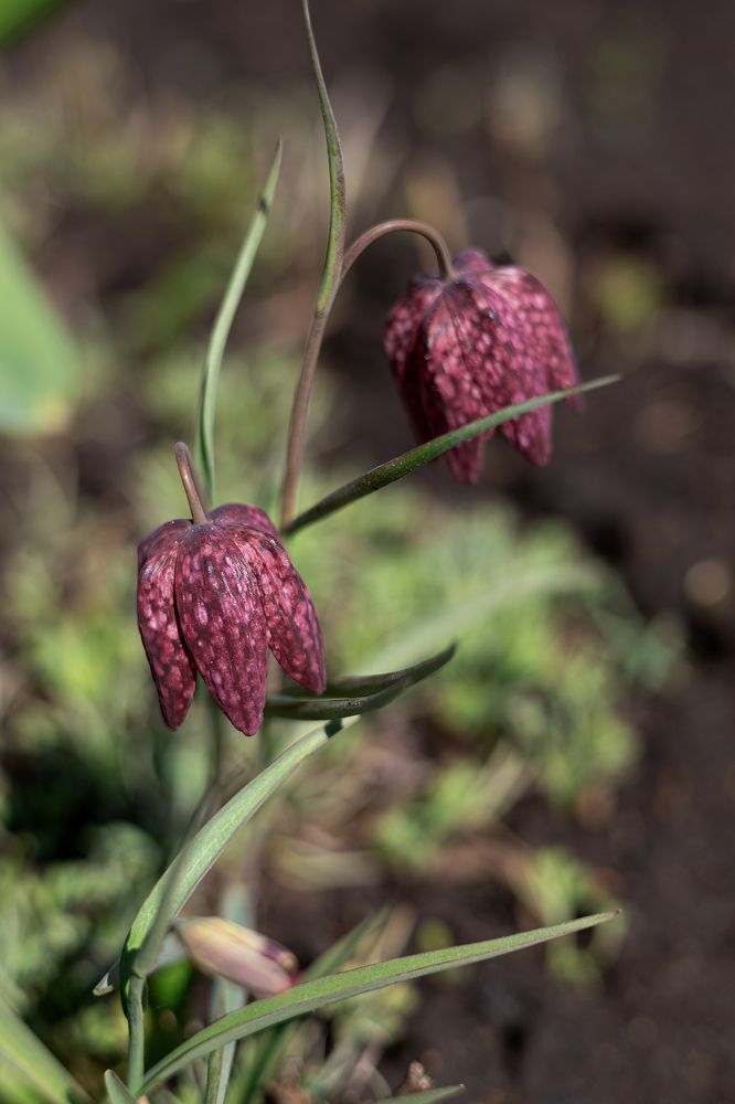 Photograph by Татьяна Бокарева
