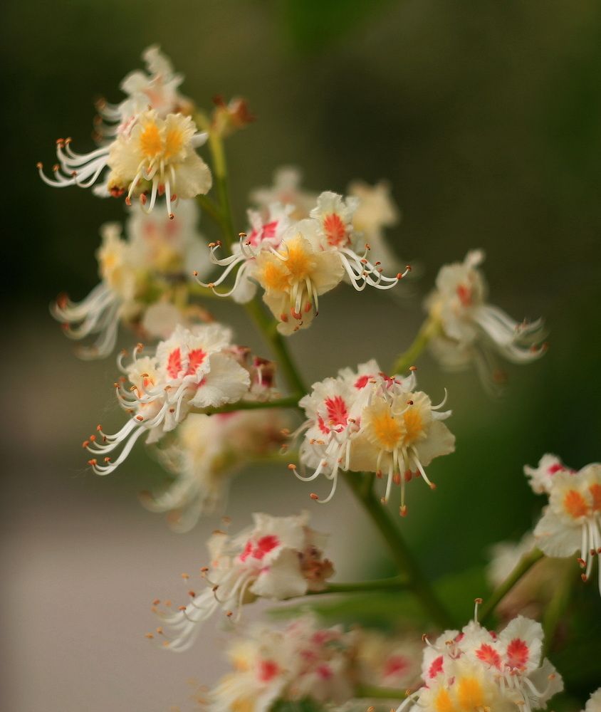 Фотография автора Ирина Якущенко