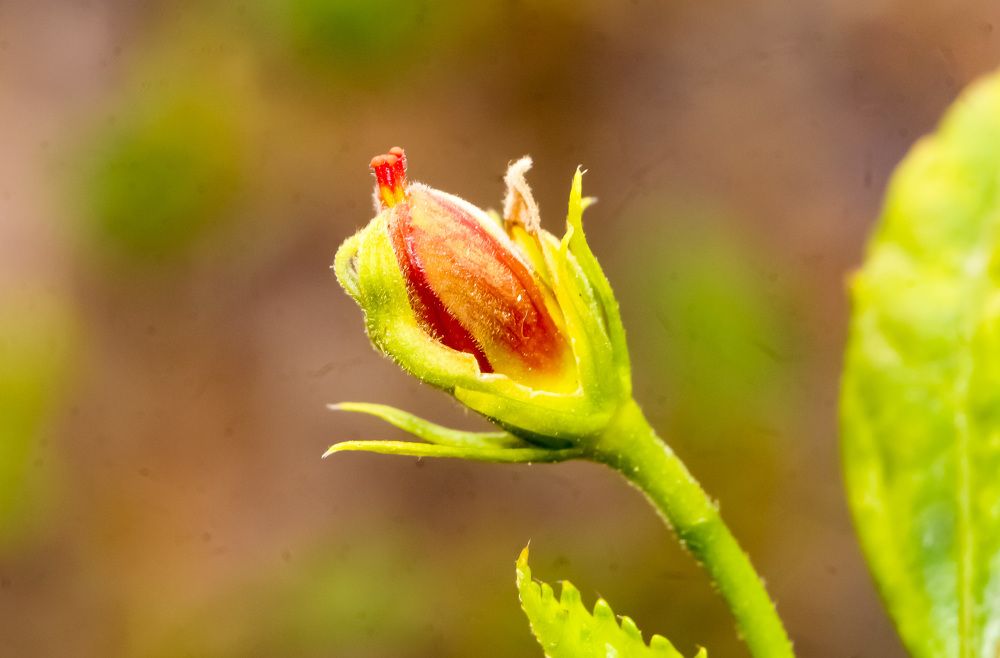 Фотография автора Nadarajan Lakshmanswamy