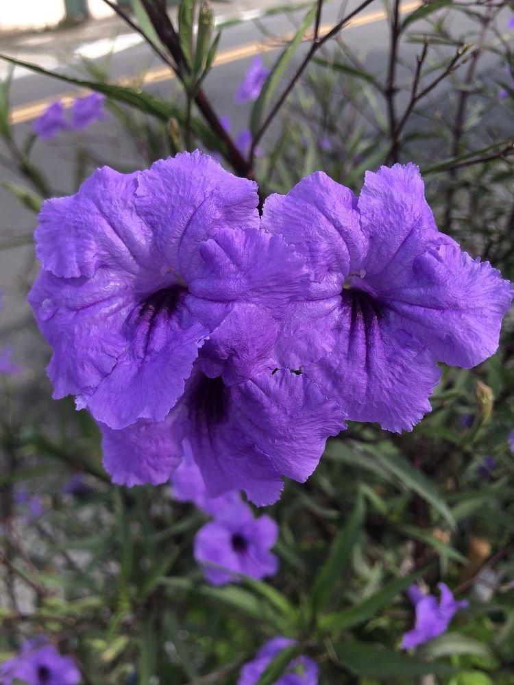 Delicadeza da natureza