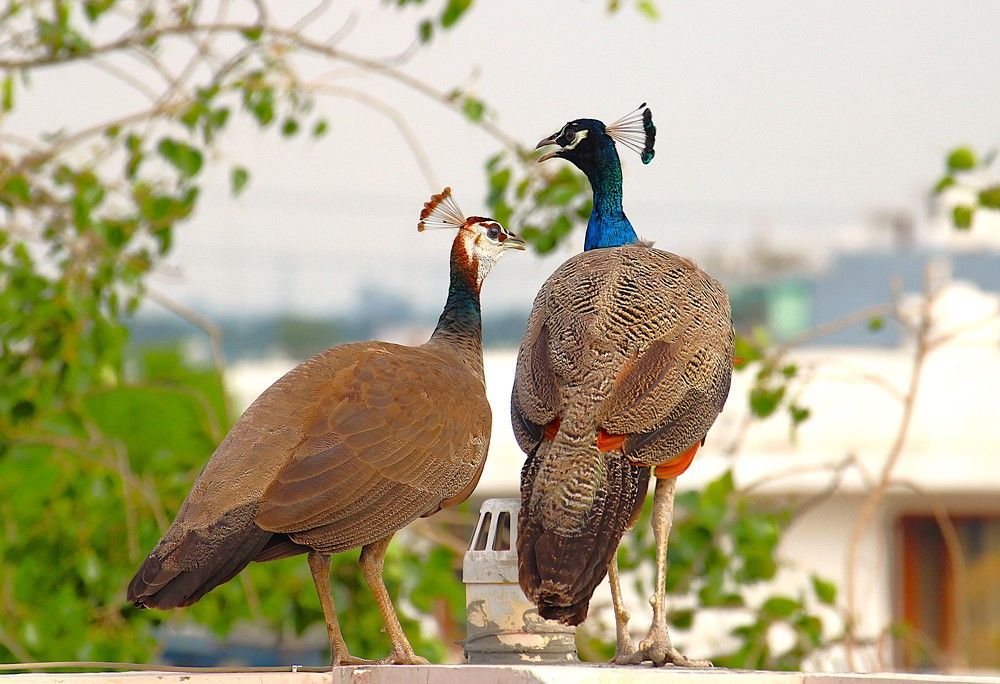 Peacock Birds