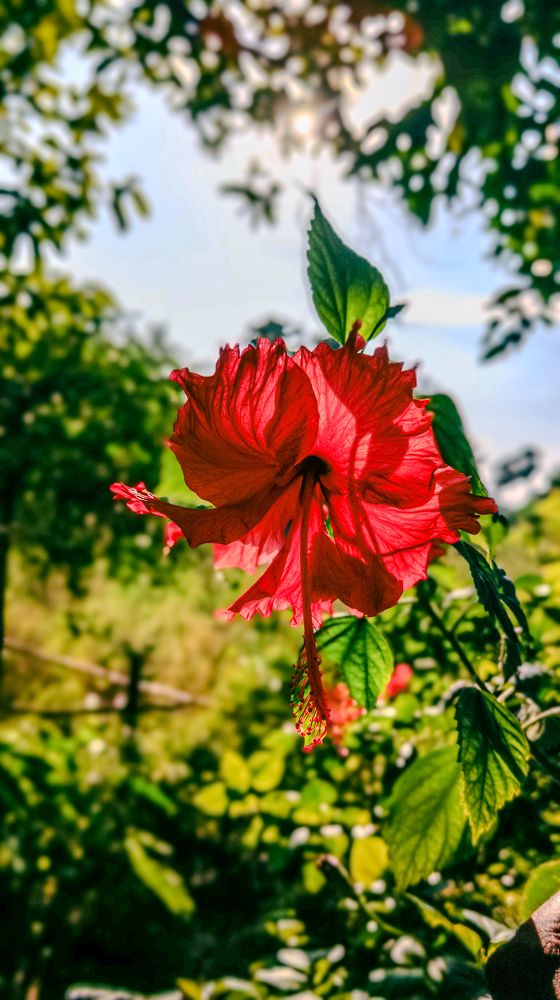 Photograph by Om Sharma