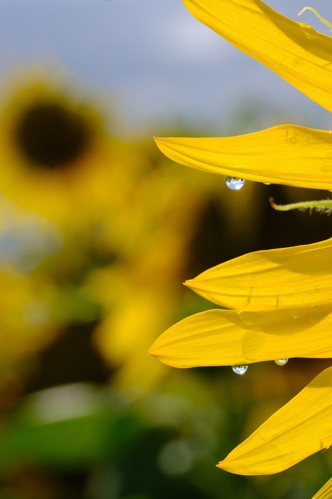 Фотография автора Александр Высоцкий