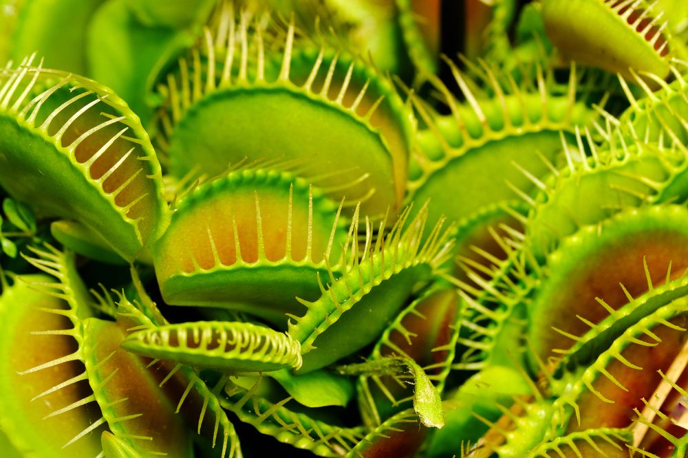 Фотография автора Александр Высоцкий