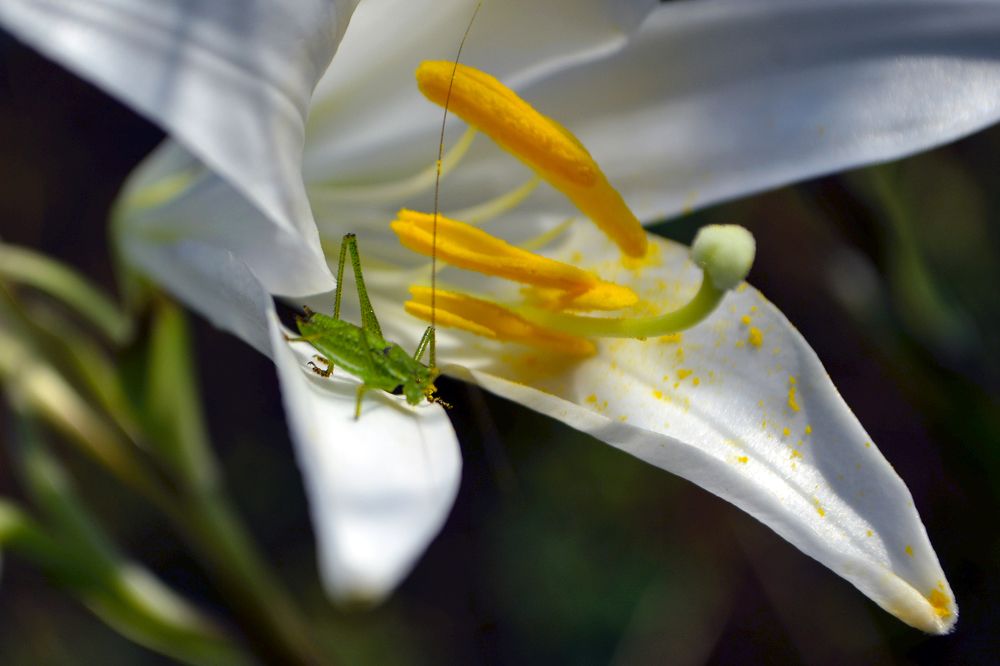 Белая лилия