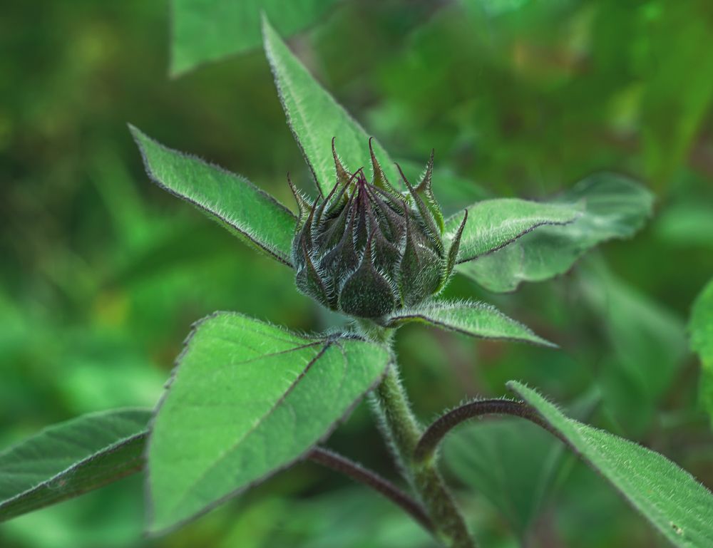 Photograph by Ирина Бабенкова