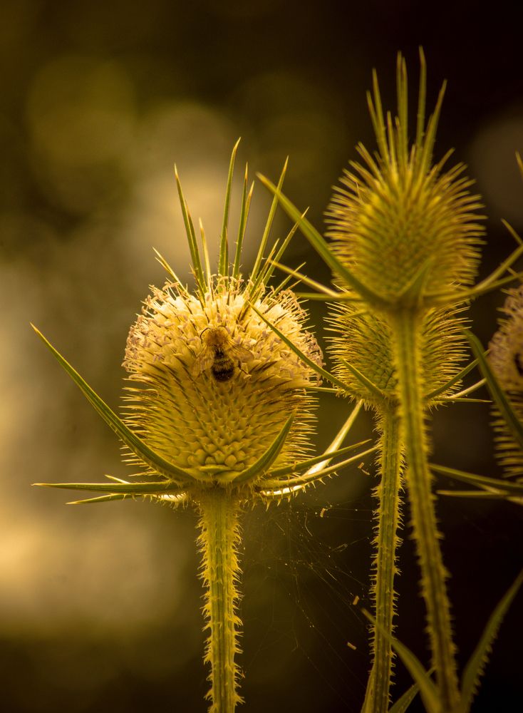 Photograph by Vitalii Kaznin