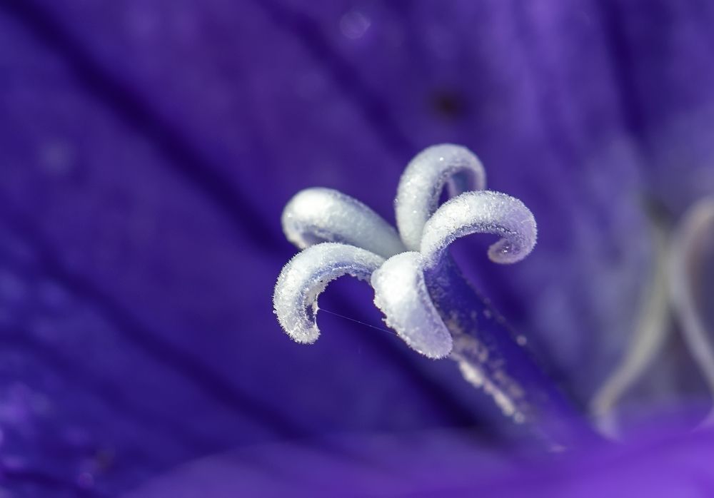 Photograph by Tatyana Fedenkova