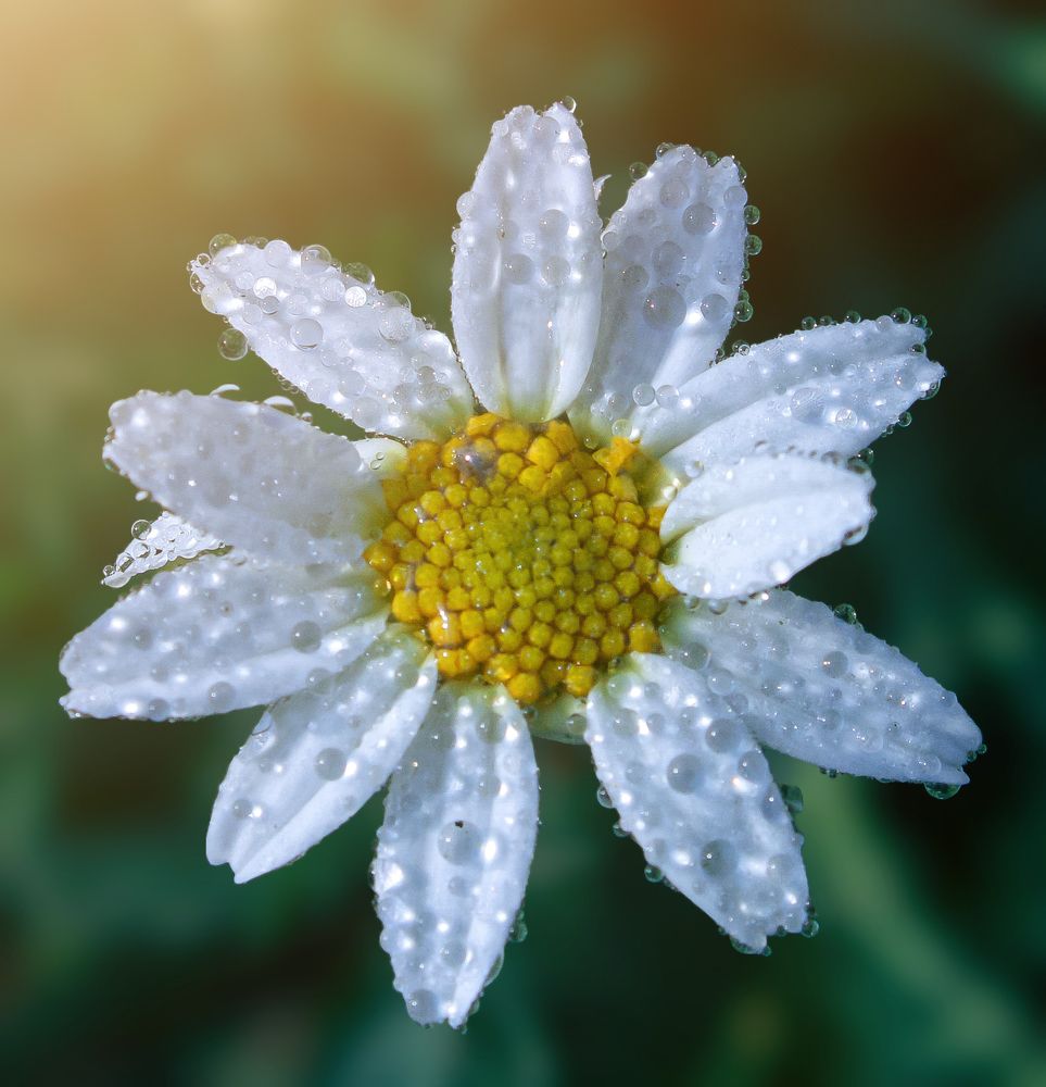 Фотография автора Awais Akram