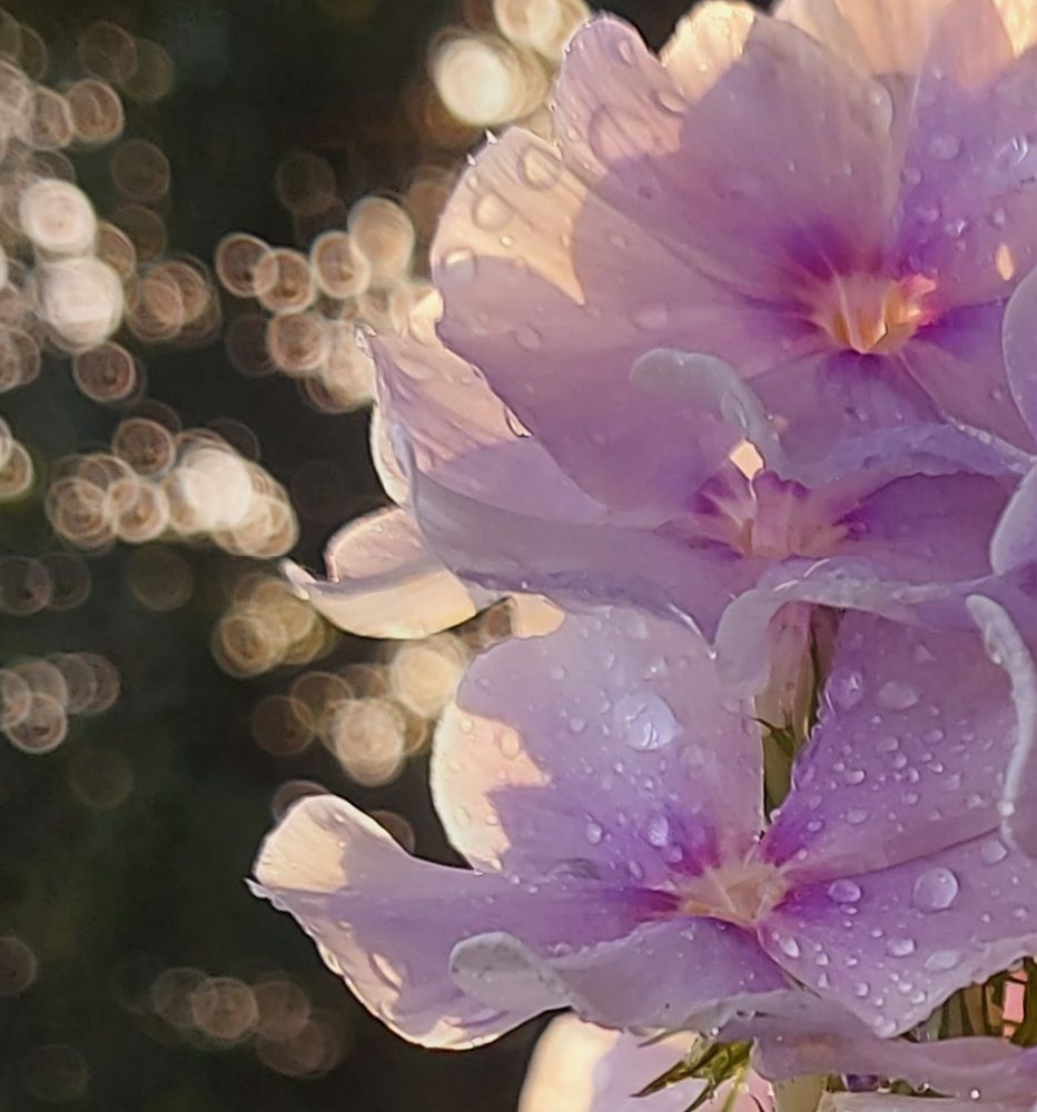 Photograph by Мария Тафеенко