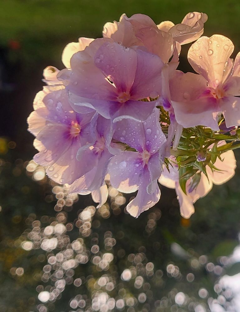 Photograph by Мария Тафеенко