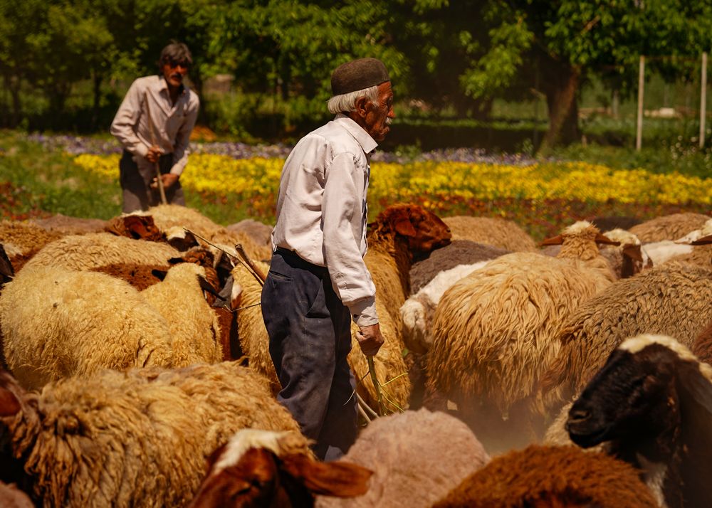 Photograph by kamran shirani