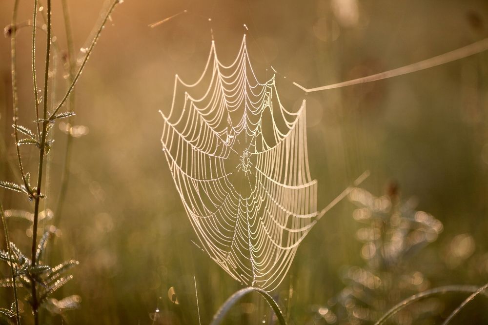 Фотография автора Nadezhda