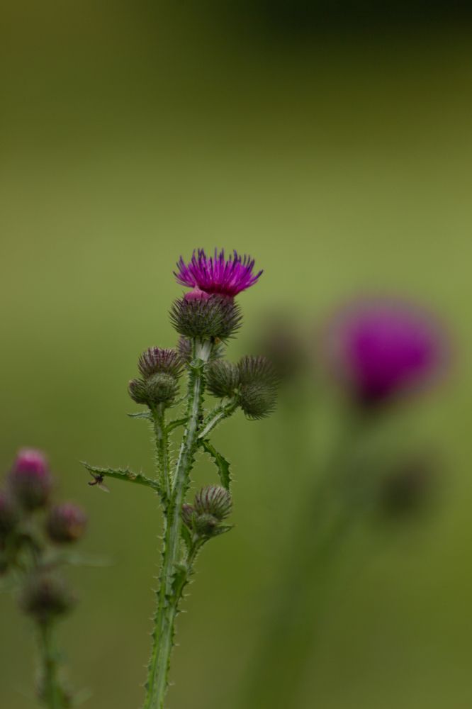 Photograph by Надежда Соболевская