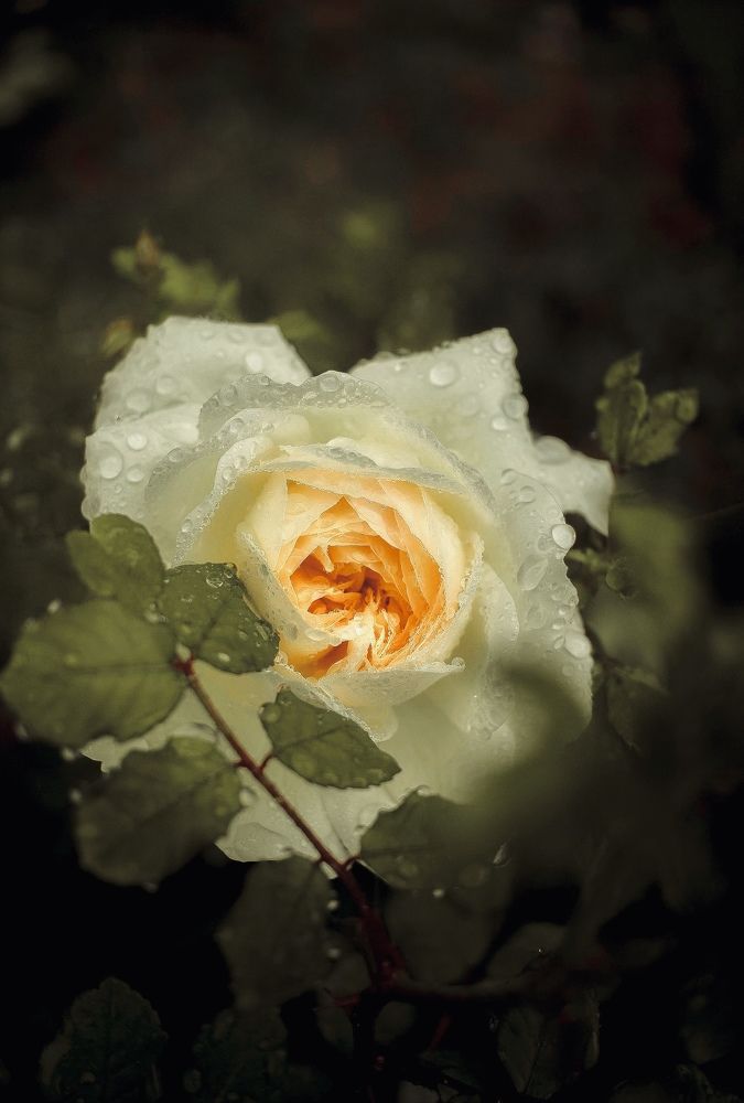 Photograph by Ирина Дерда