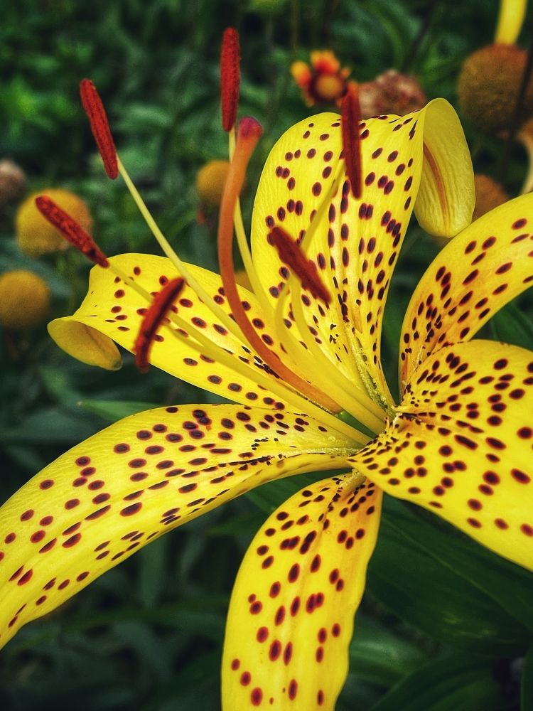 Фотография автора Nadezhda