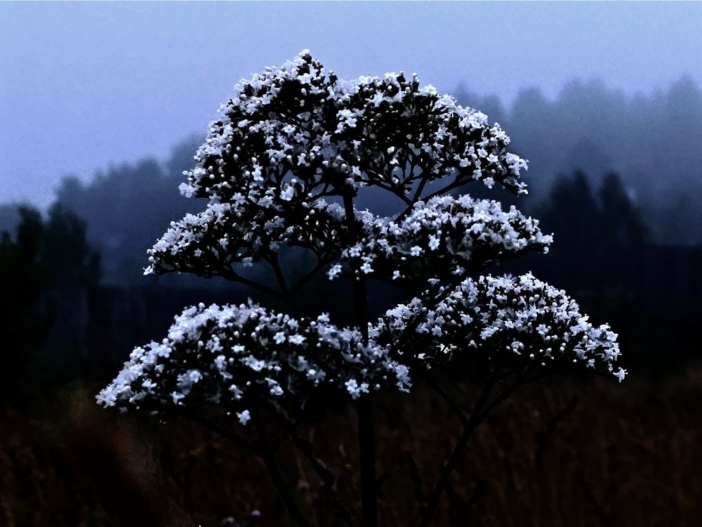 Туманное утро