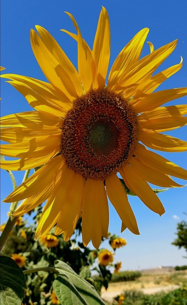 Фотография автора HR ABADEHI