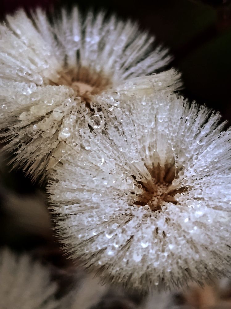 Капельки росы