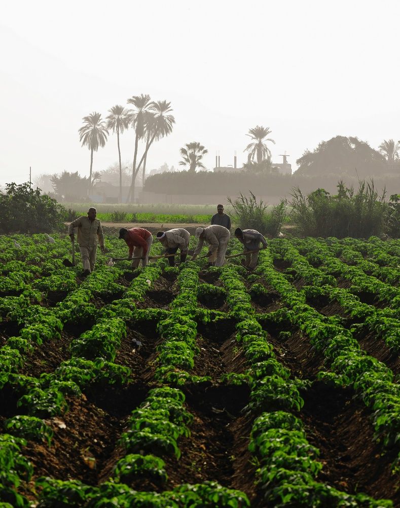 Photograph by Marwa Mohamed Mostafa