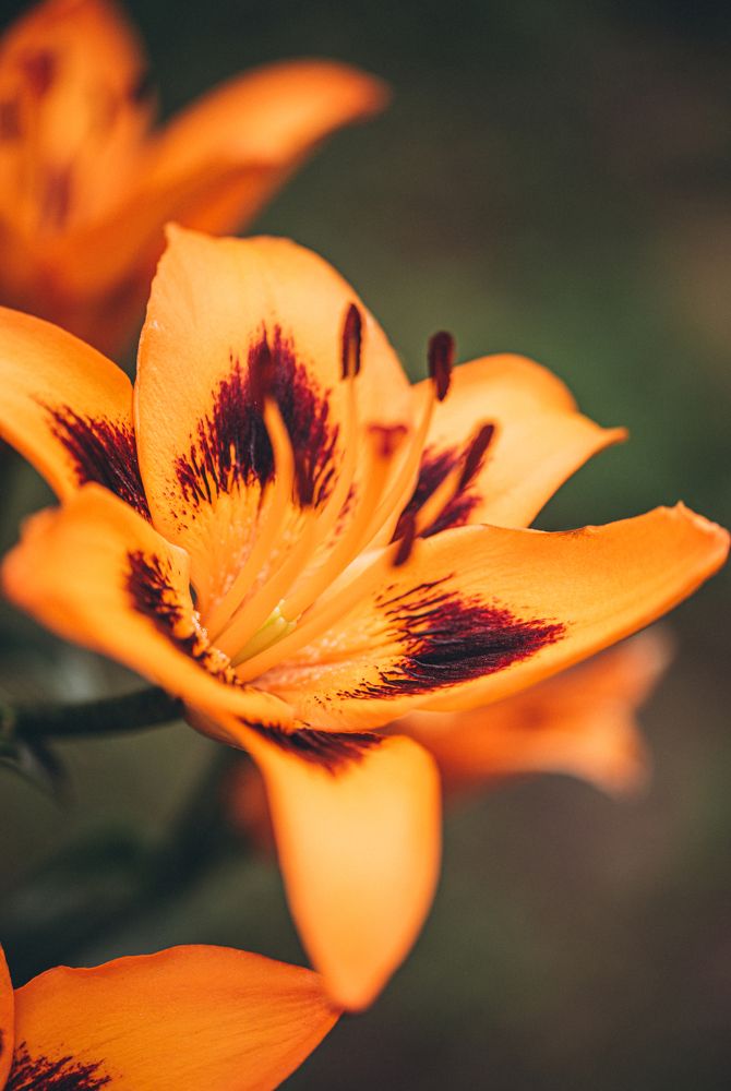 Photograph by Ирина Автандилян