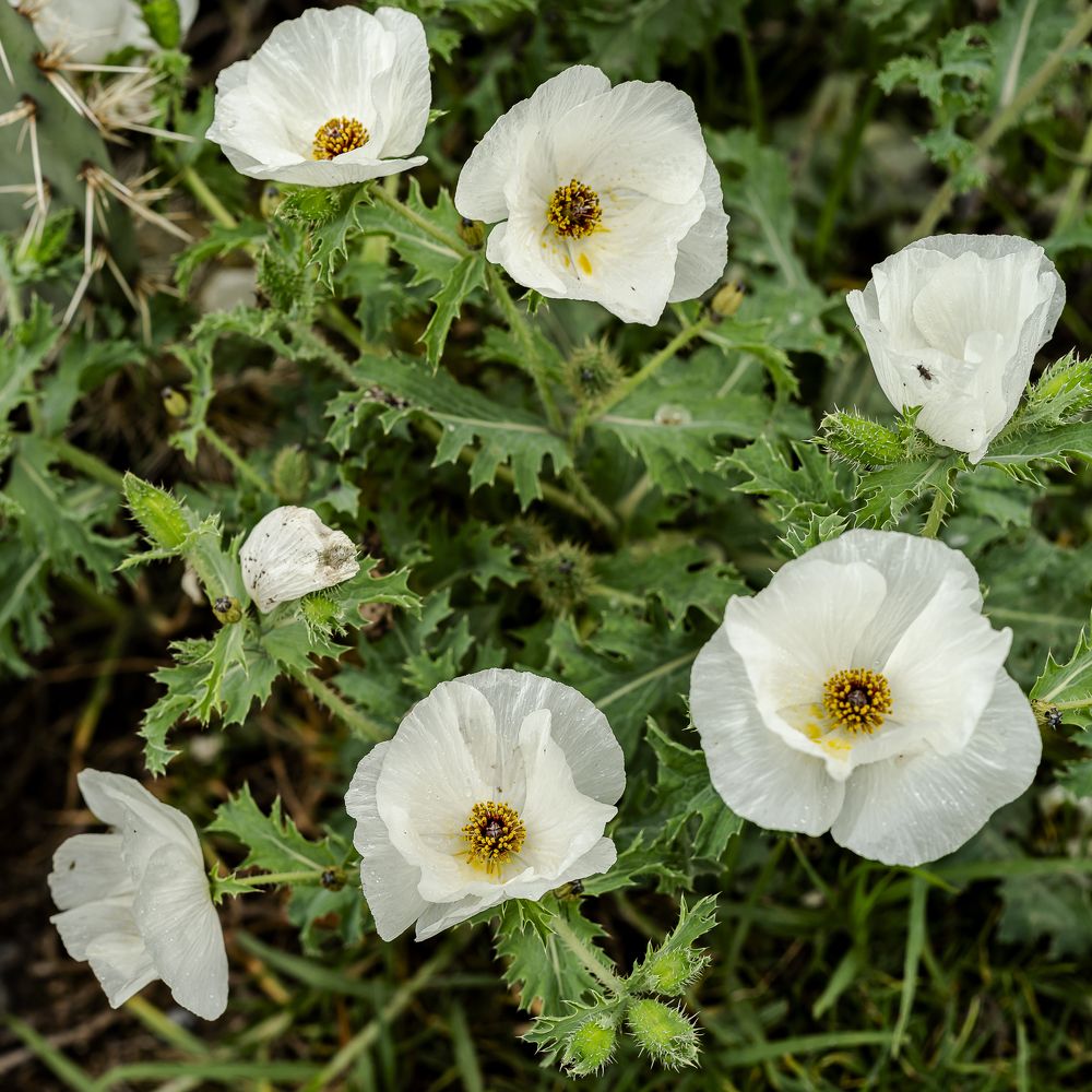 Photograph by Armando López-Guerrero