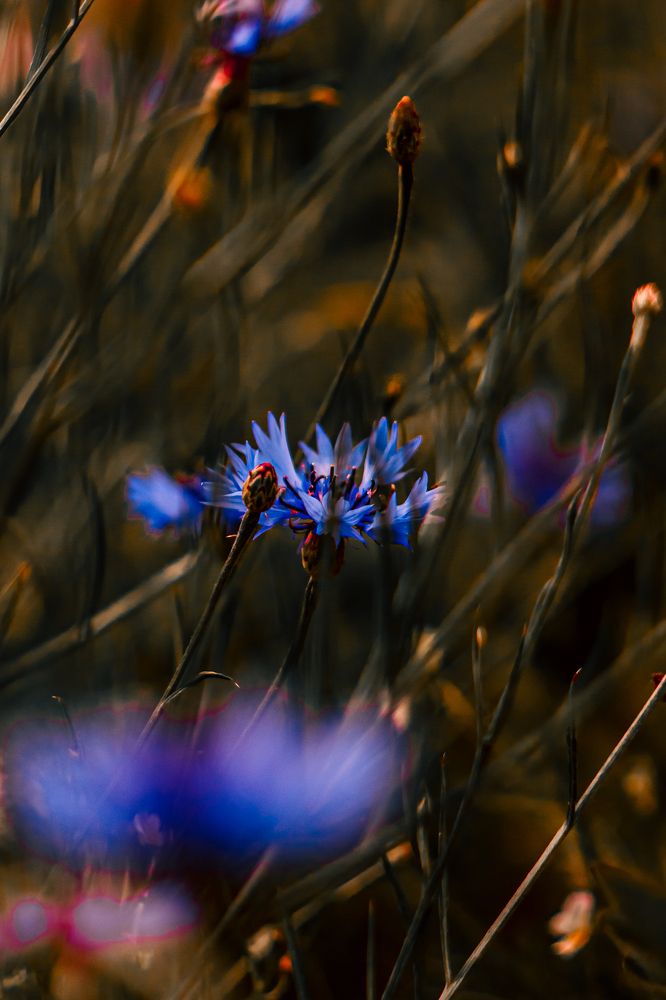 Фотография автора Настя Салтыкова