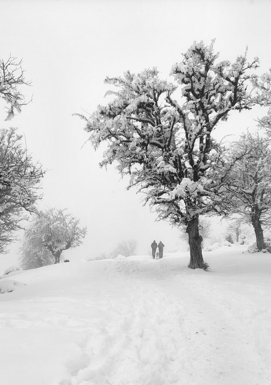 Photo #10933548