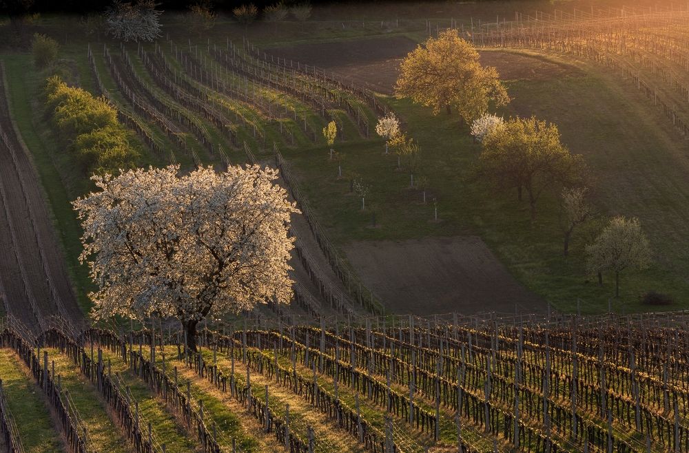 Photograph by Jiří Hakauf