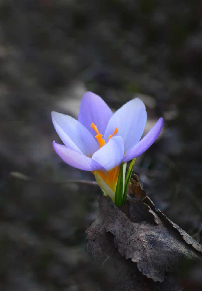 Photograph by Светлана Муравьева