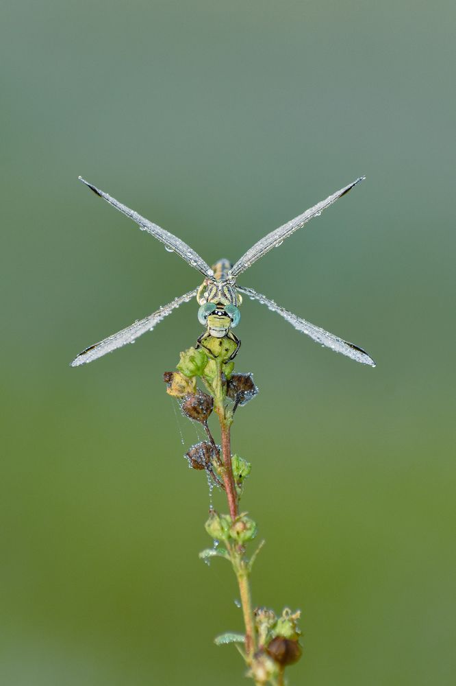 Photograph by Subhajit Paul
