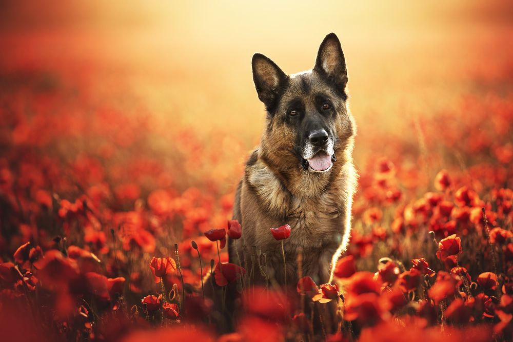 Photograph by László Bakonszegi
