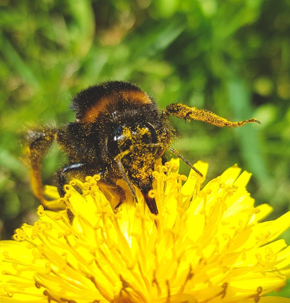 Фотография автора Джаф