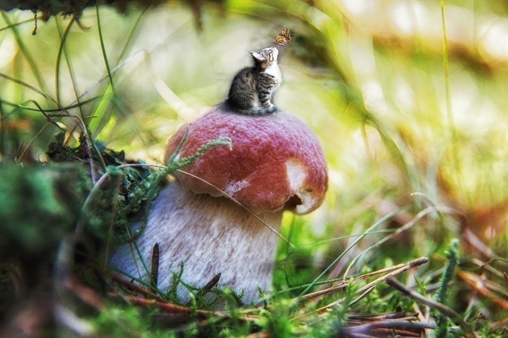 Фотография автора Юлия Кранина