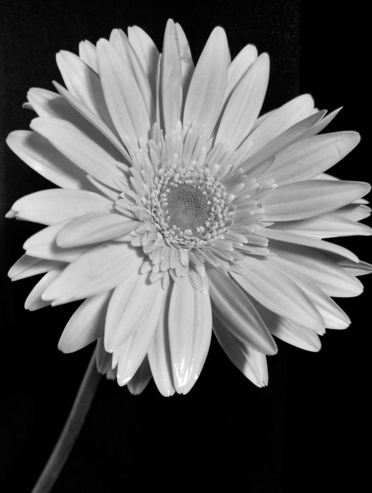 Фотография автора Tahani Almarafi