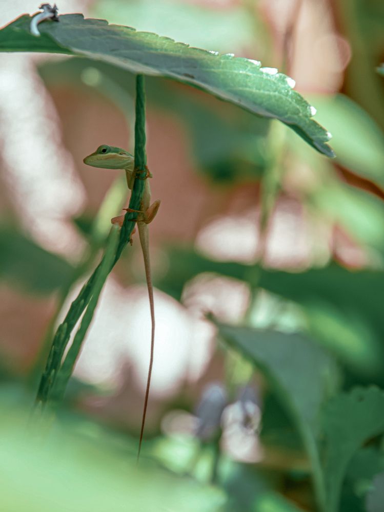 Photograph by Massiel Viguera