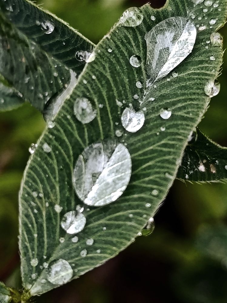 Брызги утренней росы