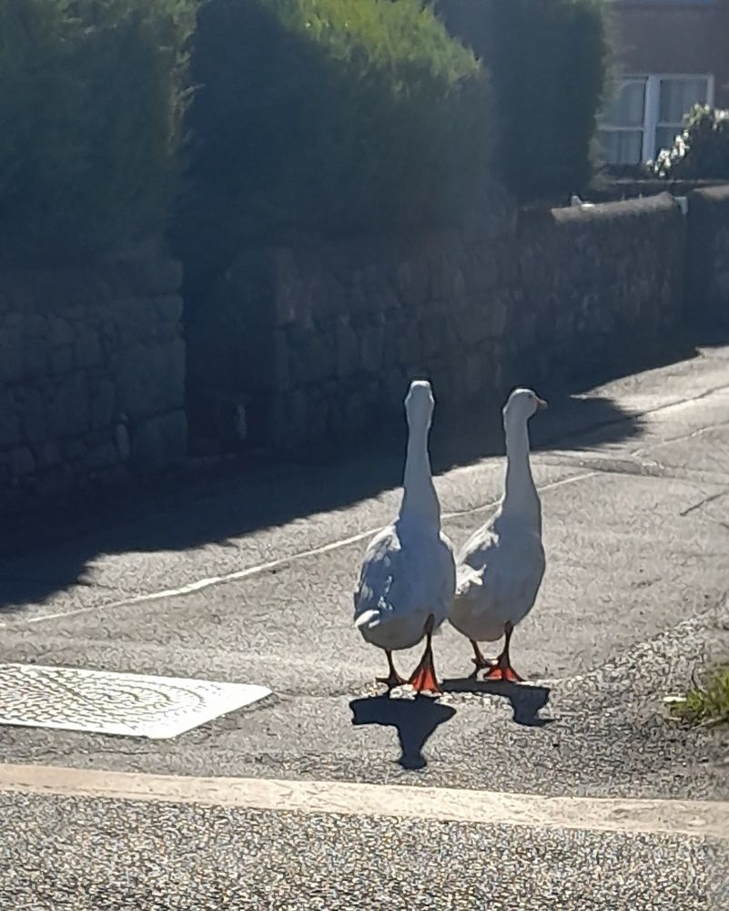 Walking on the street