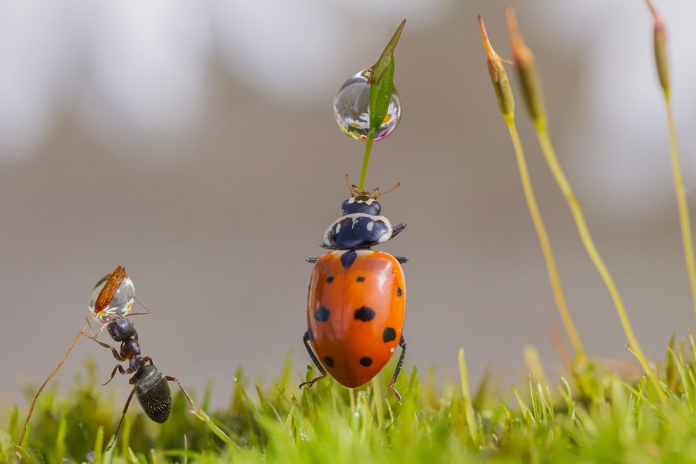 Photograph by Koledova Irina