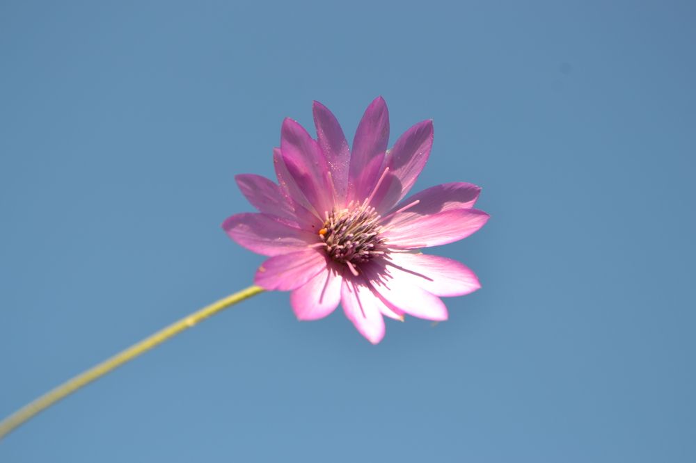 Бессмертник