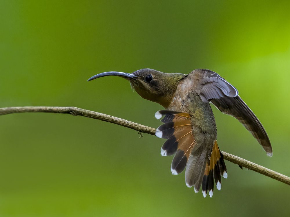 Photograph by Fernando Burgalin Sequeira