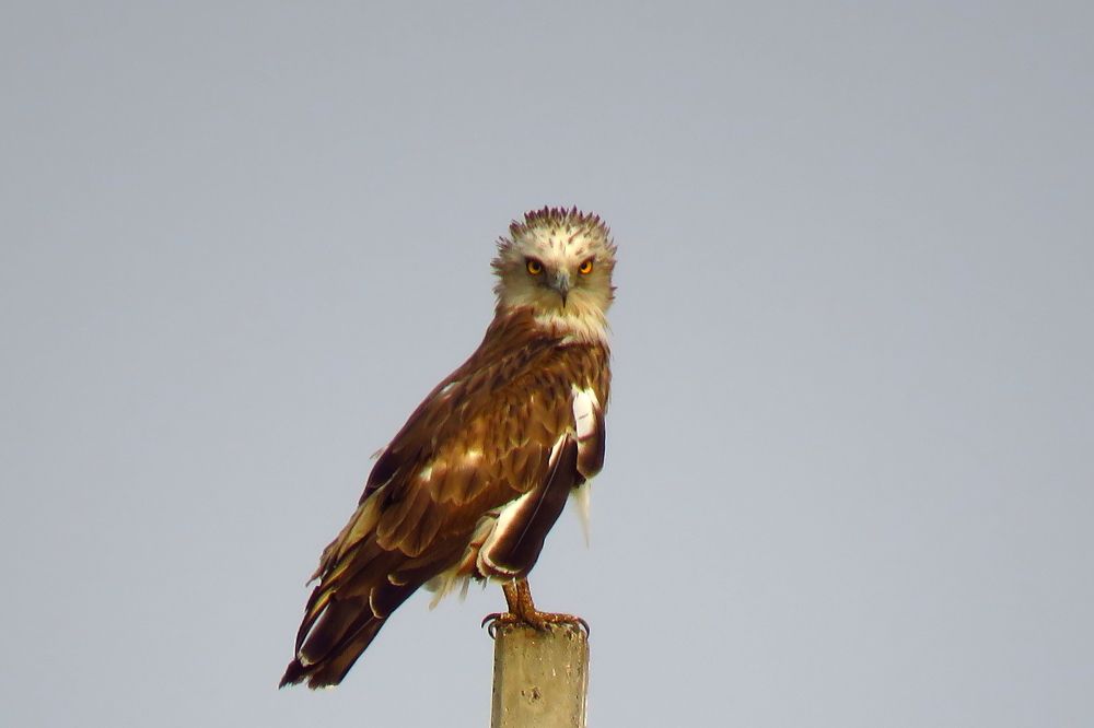 Evil looking short toed sanke eagle