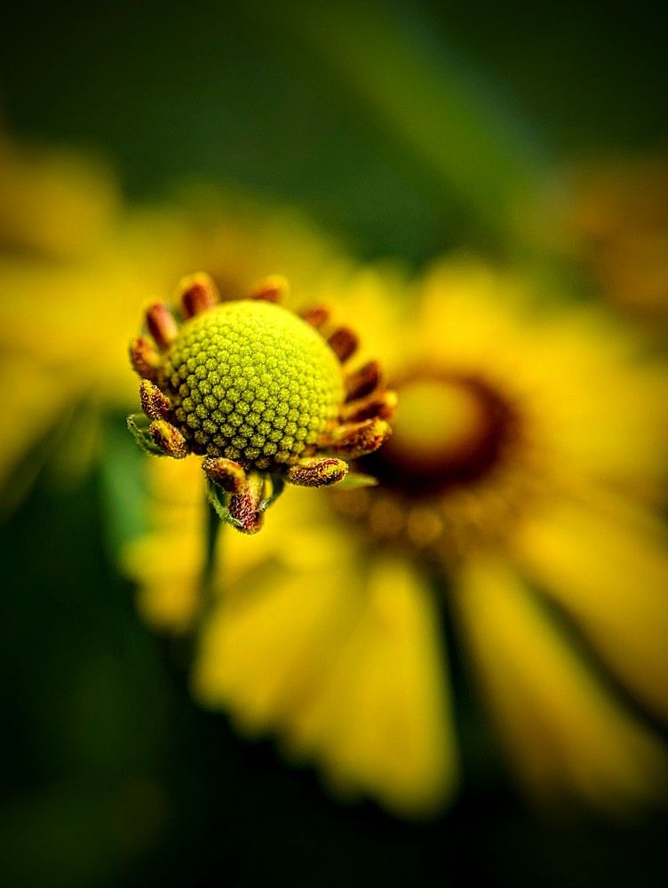 Photograph by AlexaL