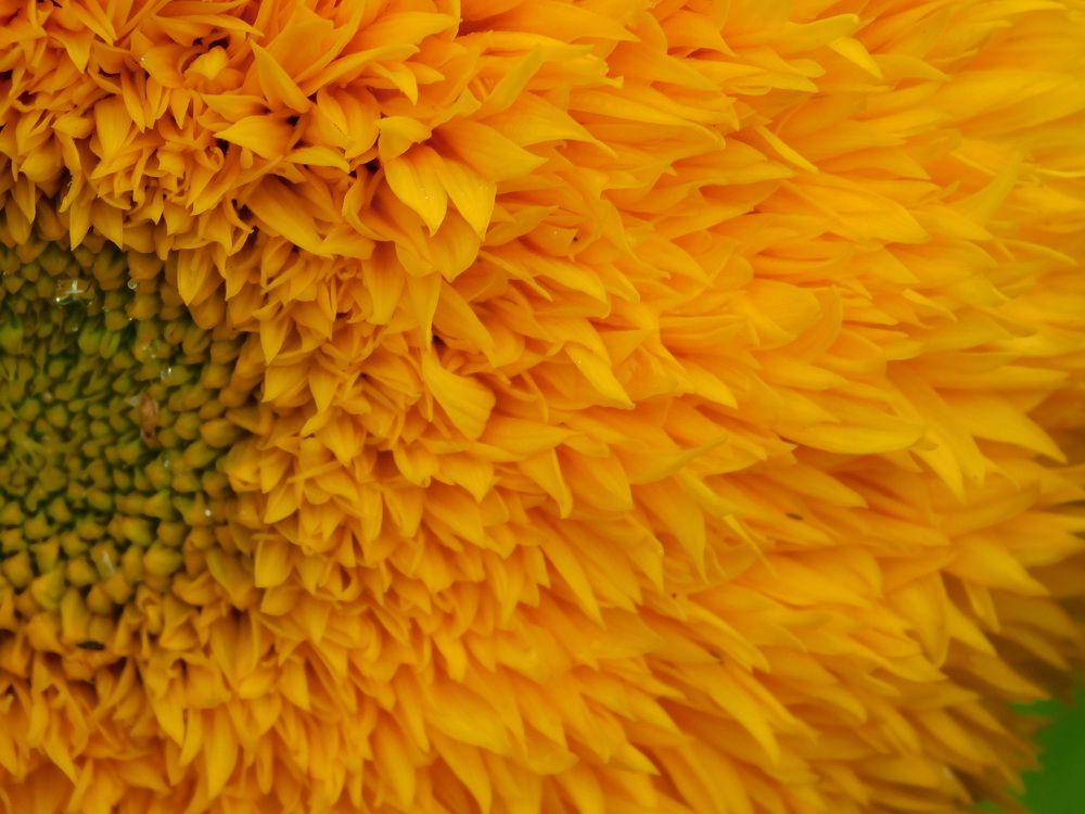 Photograph by Татьяна Колчанова