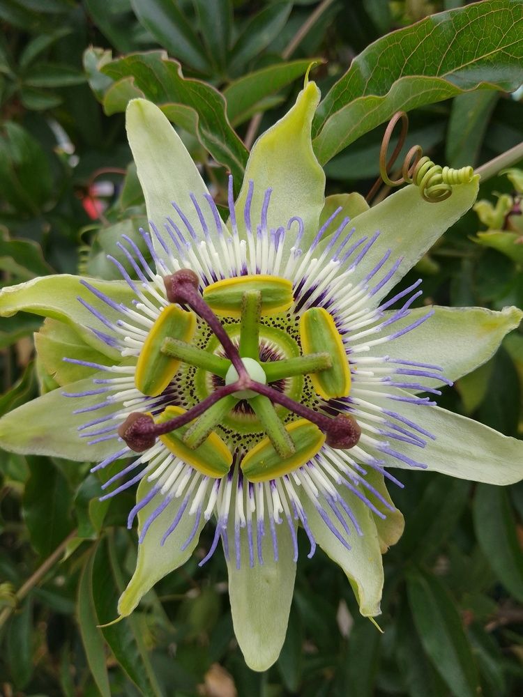 The perfection of a passion flower
