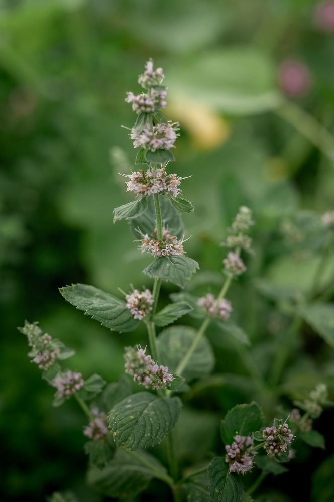 Photograph by Екатерина Каминская